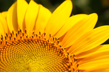 Sunflower flower closeup on the fieldの写真素材
