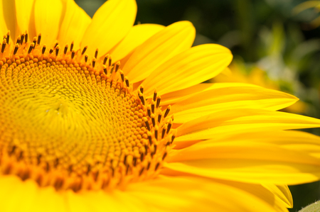 Sunflower flower closeup on the fieldの写真素材