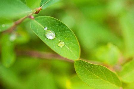 morning dew or rain on the fresh green leaves in the garden close-up