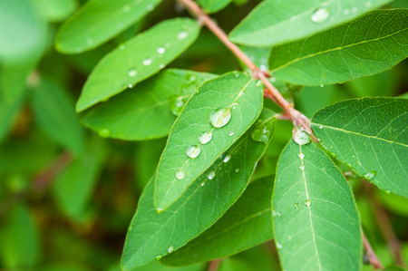 morning dew or rain on the fresh green leaves in the garden close-upの写真素材