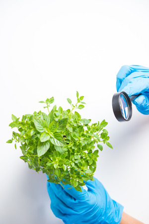 Research of plants in the laboratoryの写真素材
