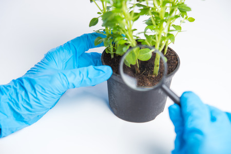 Research of plants in the laboratoryの写真素材
