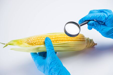 Research of various vegetables in the laboratory on GMOs and harmful substancesの写真素材