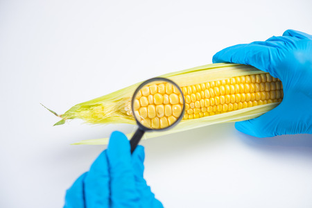 Research of various vegetables in the laboratory on GMOs and harmful substancesの写真素材