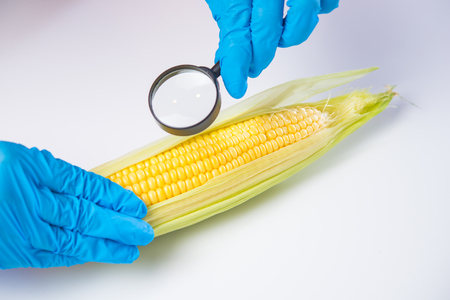 Research of various vegetables in the laboratory on GMOs and harmful substancesの写真素材