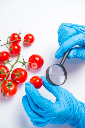 Research of various vegetables in the laboratory on GMOs and harmful substancesの写真素材