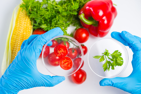 Research of various vegetables in the laboratory on GMOs and harmful substancesの写真素材