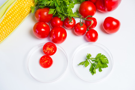 Research of various vegetables in the laboratory on GMOs and harmful substancesの写真素材