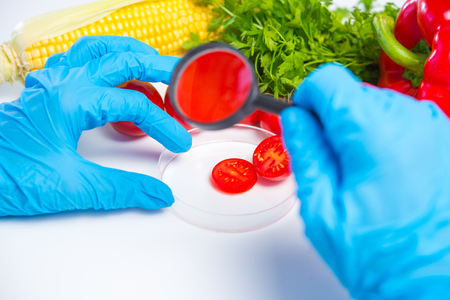 Research of various vegetables in the laboratory on GMOs and harmful substancesの写真素材