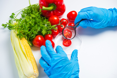 Research of various vegetables in the laboratory on GMOs and harmful substancesの写真素材
