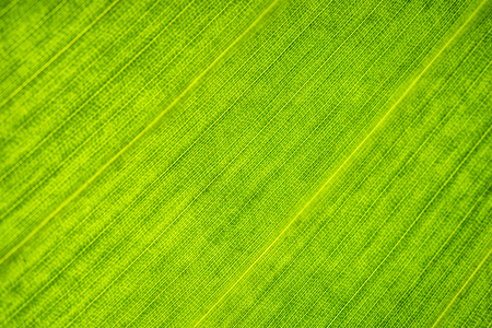 Green leaf close-up. Cell structure. Background or pattern.の写真素材