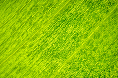 Green leaf close-up. Cell structure. Background or pattern.の写真素材