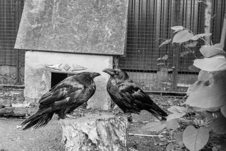 Beautiful black crows sit on a stump close up