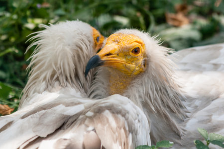 Common vulture (Neophron percnopterus) close upの写真素材
