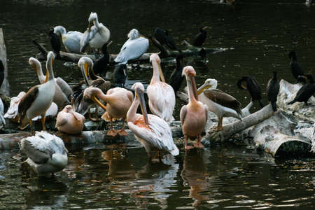 Pelicans sit on a log that is in the lake
