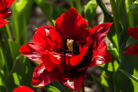 Macro of red tulips on a background of green grass close-upの写真素材