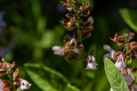 Beautiful flowers on which the bee sits close-upの写真素材