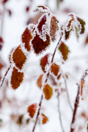 Winter leaves covered with snow and frost close-upの写真素材