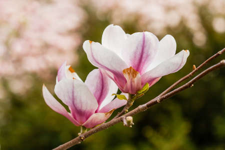 Macro blooming magnolia on a close-up branchの写真素材