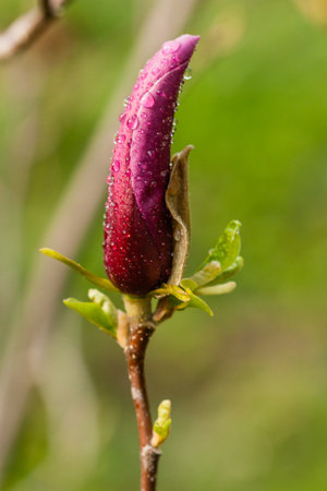 Macro Magnolia bud covered with drops close upの写真素材