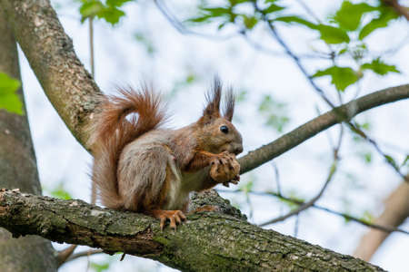 Squirrel sits on a branch and gnaws nuts close up