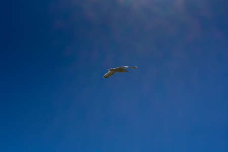 Gull flying in blue close-up skyの写真素材