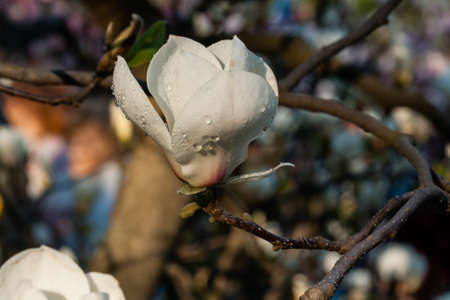 Bud of beautiful spring magnolia close upの写真素材