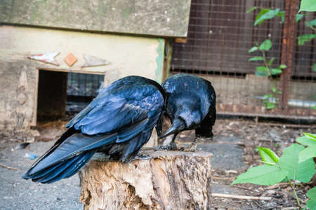 Beautiful black crows sit on a stump close upの写真素材