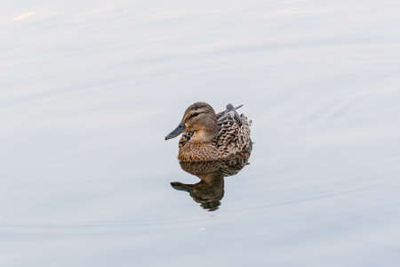 Ducks and drakes swim in the pond close upの写真素材