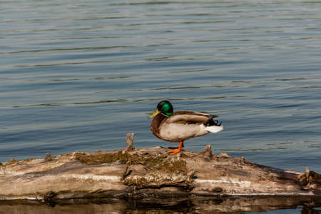 Drake sit on a log close upの写真素材