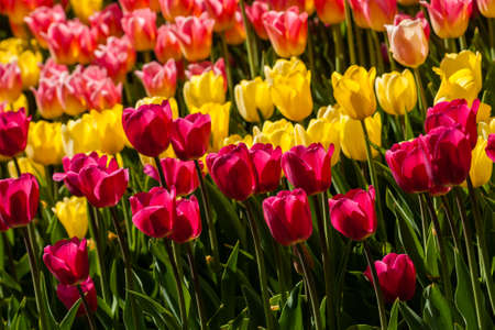 Spring field of colorful tulips close upの写真素材