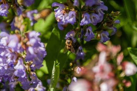 Field of lilac field flowers close-upの写真素材