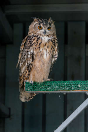 Beautiful owl close-upの写真素材