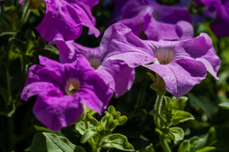 Beautiful flowers of petunia in sunlight closeupの写真素材