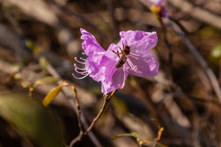 Macro of a branch of Ledum flower close-upの写真素材
