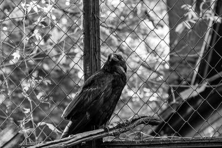 Beautiful black crows sit on a stump close upの写真素材