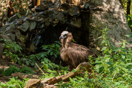 Griffins in green grassの写真素材