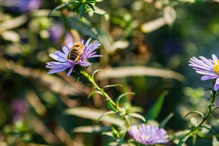 Field flowers on which insects and bees sit close up
