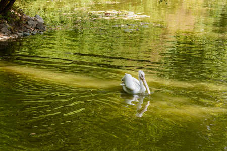 White pelican on the lakeの写真素材