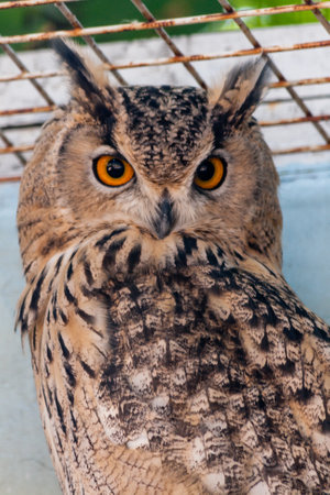 Beautiful owl close-upの写真素材