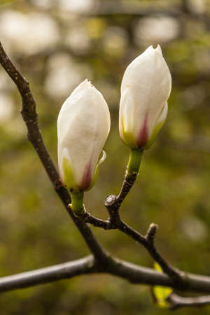 Spring blooming magnolia of white and pink colorの写真素材