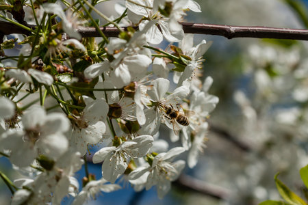Macro flowering cherry treesの写真素材