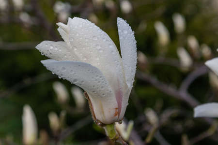Macro of a beautiful bud of magnoliaの写真素材