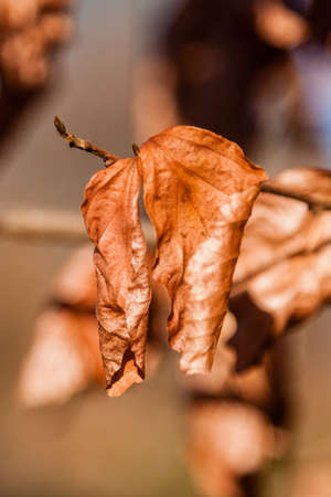 Autumn leaves on a branch in the sunlight close-upの写真素材
