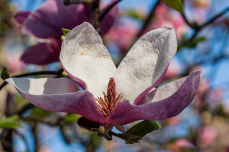 Bud of beautiful spring magnolia close upの写真素材