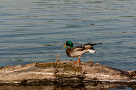 Drake sit on a log close upの写真素材