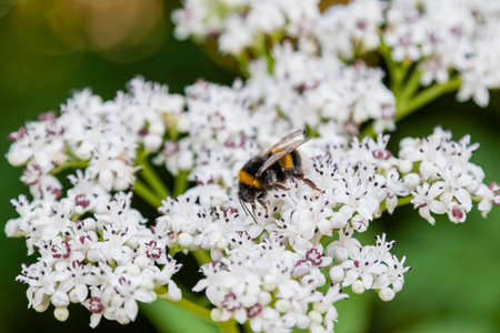The bee sits on white flowers close up