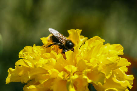 Orange, yellow field flower with a bee