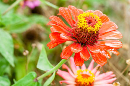 Blossoming flowers on the street of different colorsの写真素材