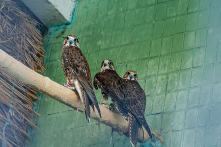 An eagle and a falcon sit on a close-up branch